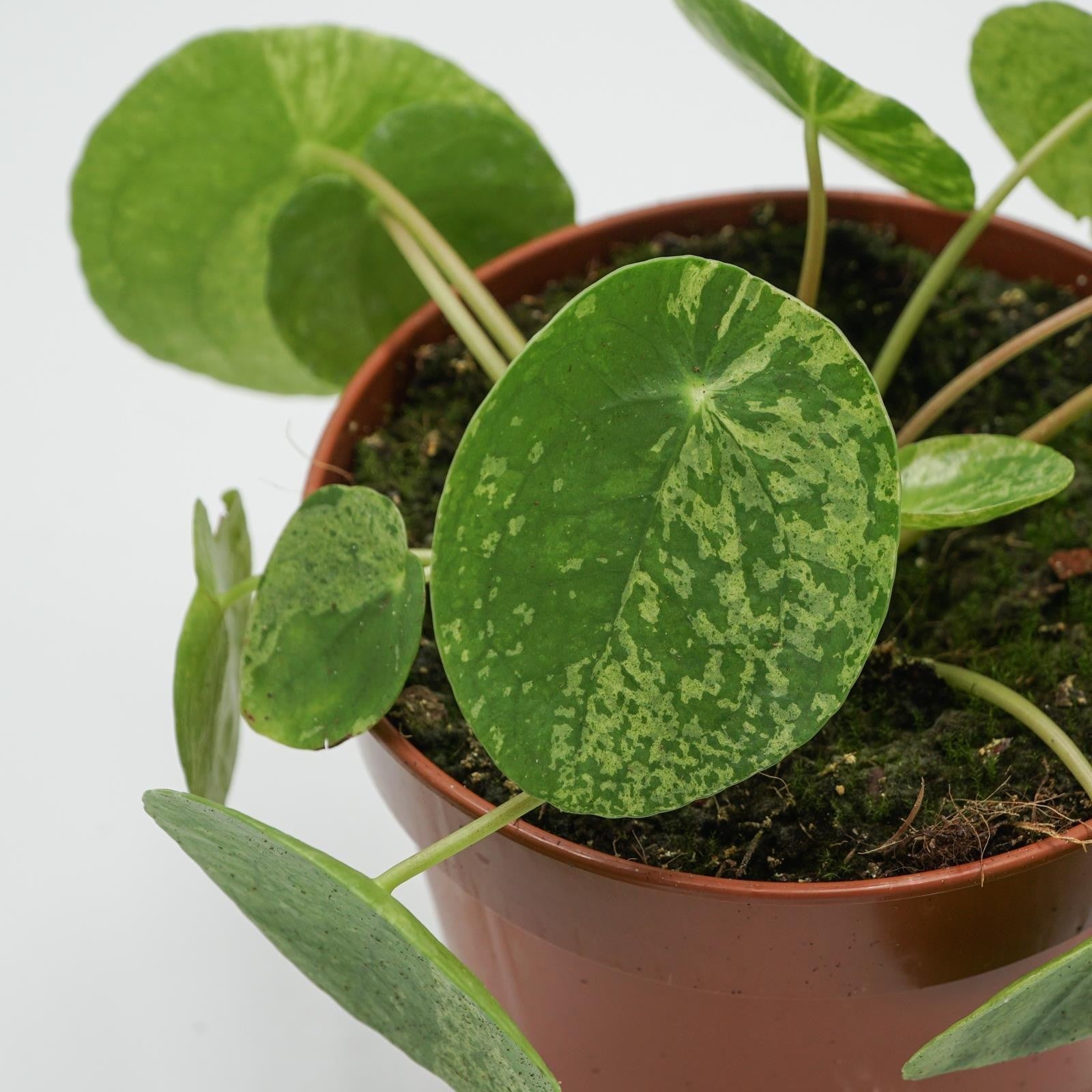 pasiora-pilea-peperomioides-mojito-chinesischer-geldbaum-13cm-topf image 1