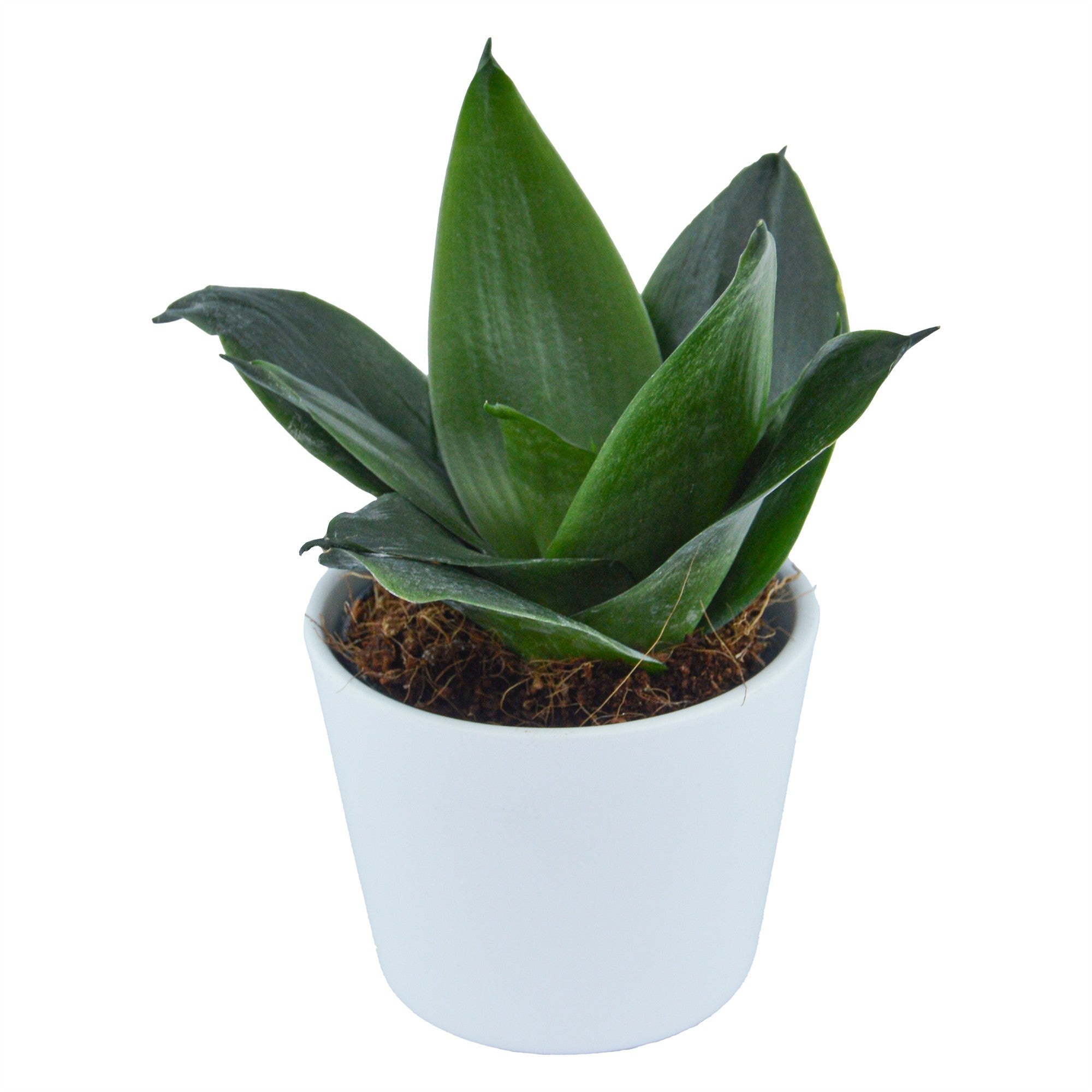 pasiora-sansevieria-trifasciata-black-jade-6cm image 7