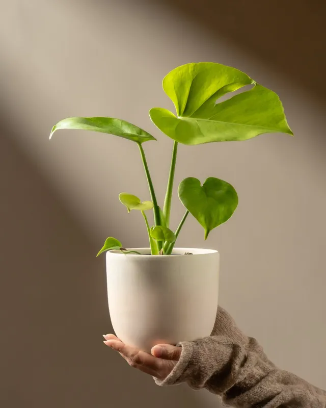 feey-monstera-cheesy-fensterblatt-rarit-t image 1
