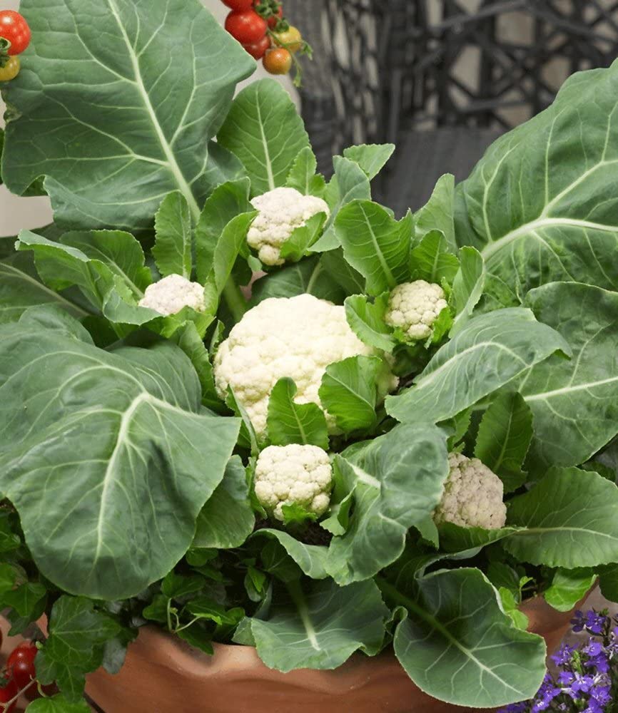 baldur-garten-multi-pfl-ck-blumenkohl-multi-head-f1-3-pflanzen image 2