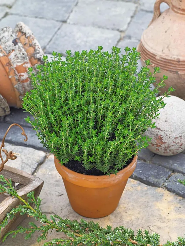 baldur-garten-bio-gew-rz-thymian-pflanze-13-cm-topf image 1