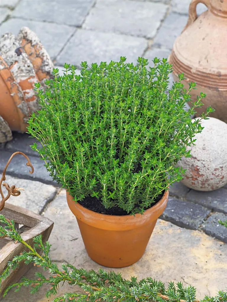 baldur-garten-bio-gew-rz-thymian-pflanze-13-cm-topf image 1