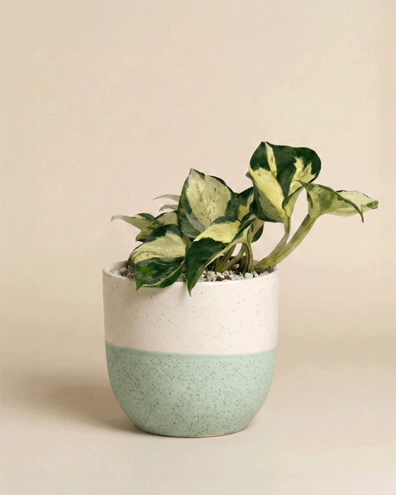 feey-efeutute-happy-leaf-epipremnum-manjula-zimmerpflanze image 4