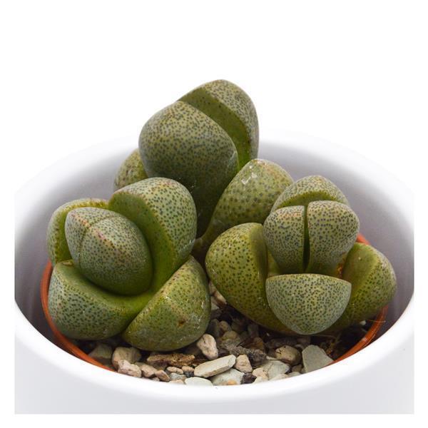 pasiora-pleiospilos-nelii-lebende-steine-sukkulente-5-5cm image 1