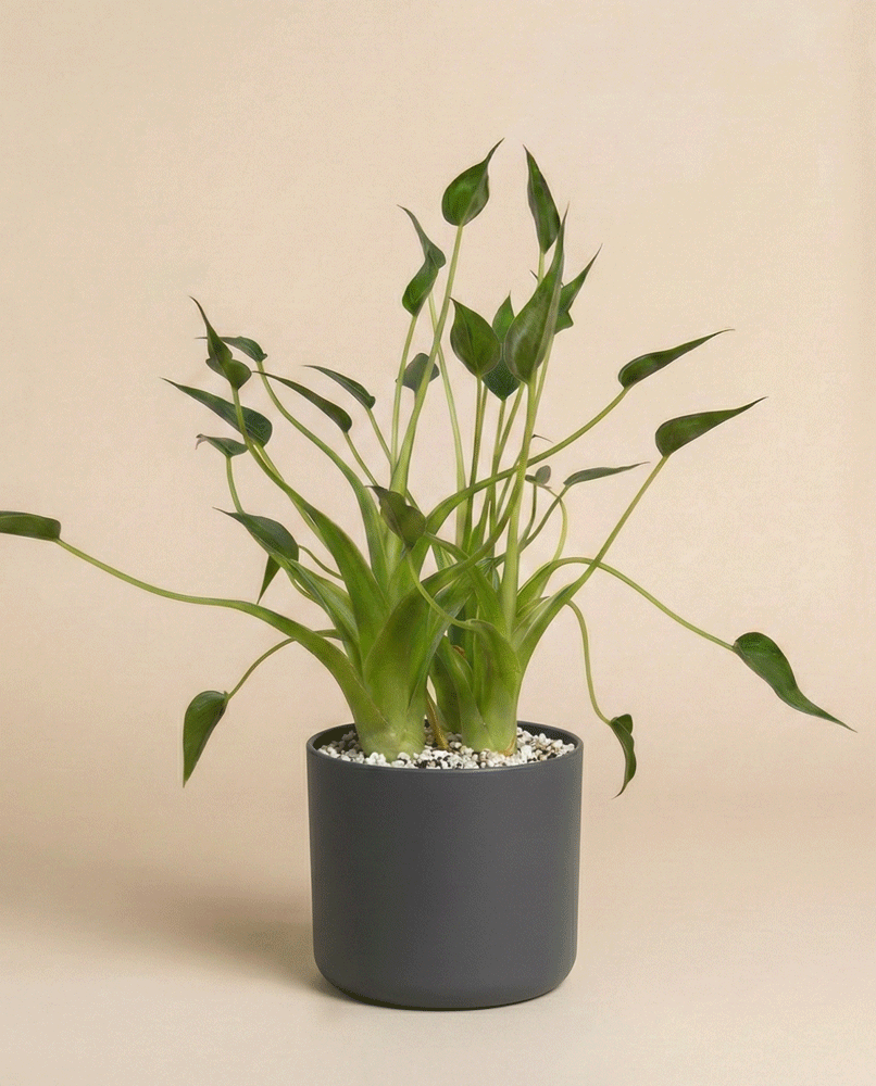 feey-alocasia-tiny-dancer-pfeilblatt-hydro-klein image 7