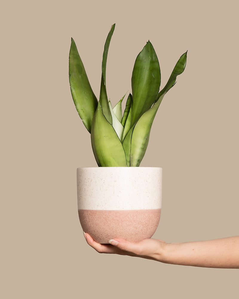 feey-sansevieria-trifasciata-moonshine-bogenhanf-mittel image 1