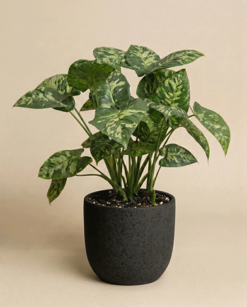feey-homalomena-candid-zimmerpflanze image 5