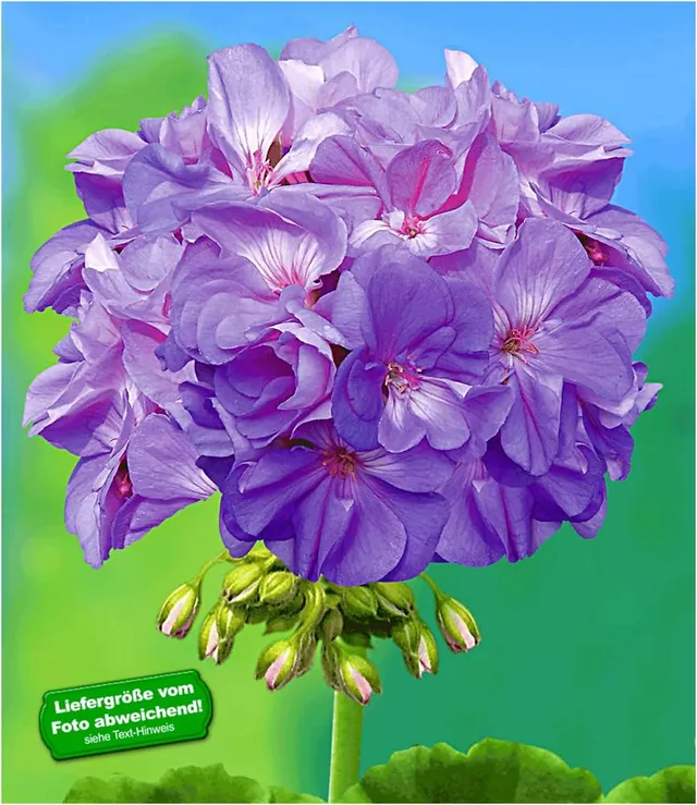 baldur-garten-balkon-geranie-pac-blue-wonder-3-pflanzen image 1