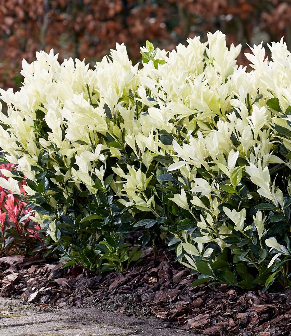baldur-garten-euonymus-himalaya-2-liter-topf image 4