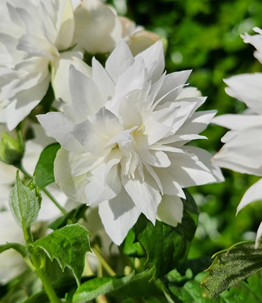 baldur-garten-duftender-gartenjasmin-pearls-of-perfume-im-9x9-cm-topf image 6