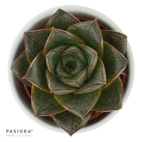pasiora-echeveria-purpusorum-dionysos-6cm-topf-sukkulente image 1