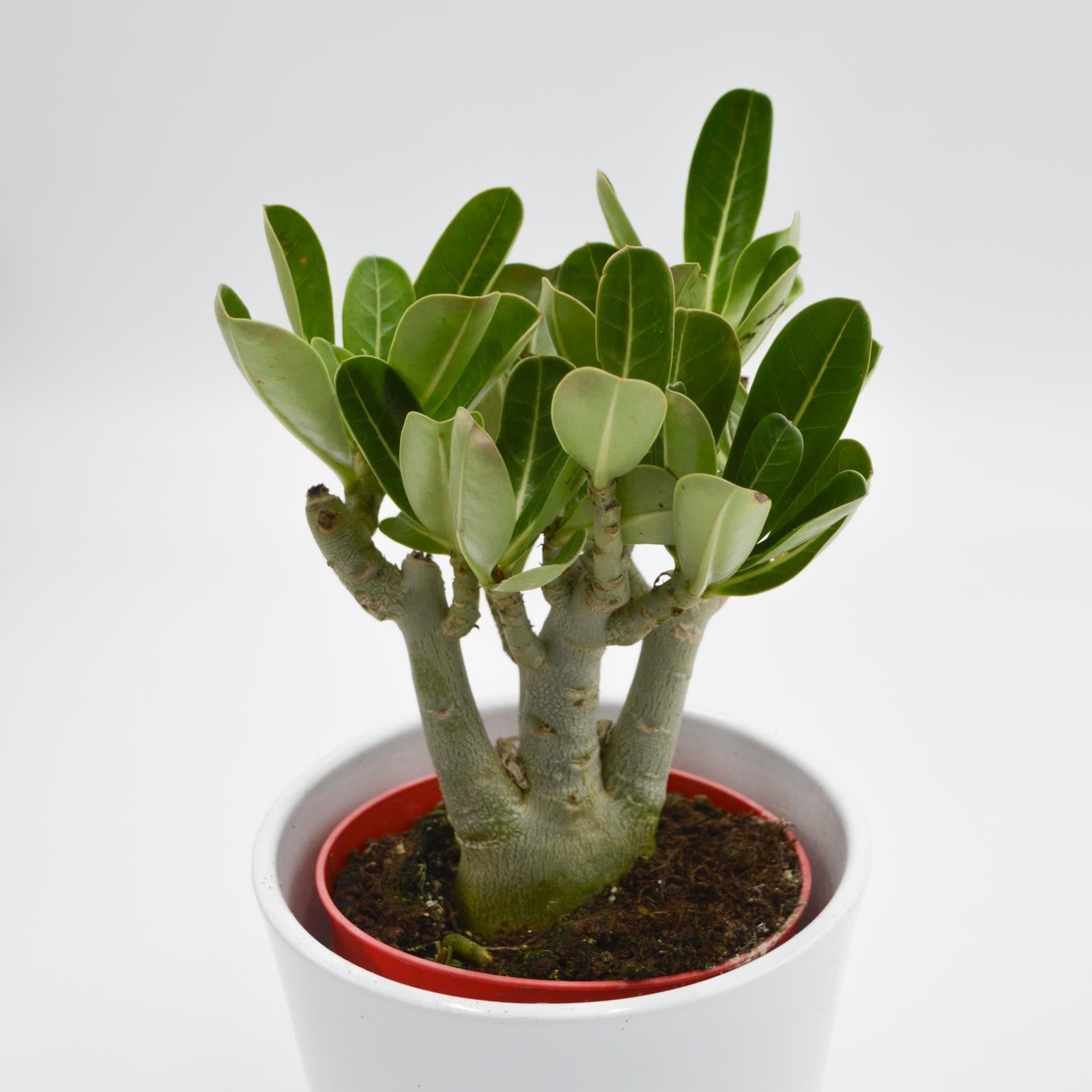 pasiora-adenium-obesum-anouk-w-stenrose-12cm-topf image 3