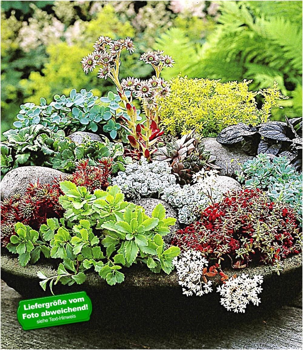 baldur-garten-6er-winterharte-sedum-mischung-fetthenne-9x9-cm image 2