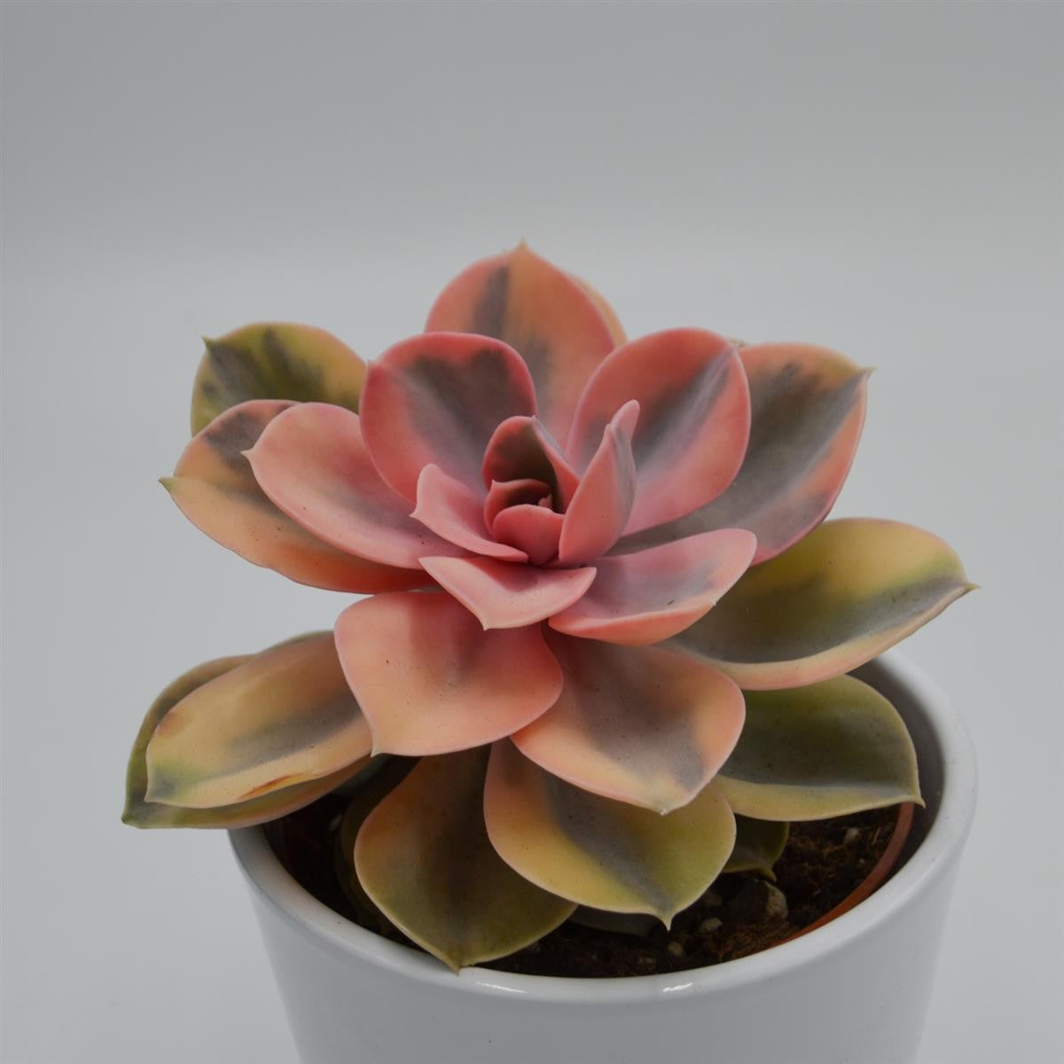pasiora-echeveria-rainbow-10-5cm-panaschierte-rarit-t image 6