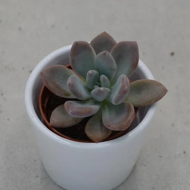 pasiora-x-graptoveria-opalina-sukkulente-5-5cm-topf image 1