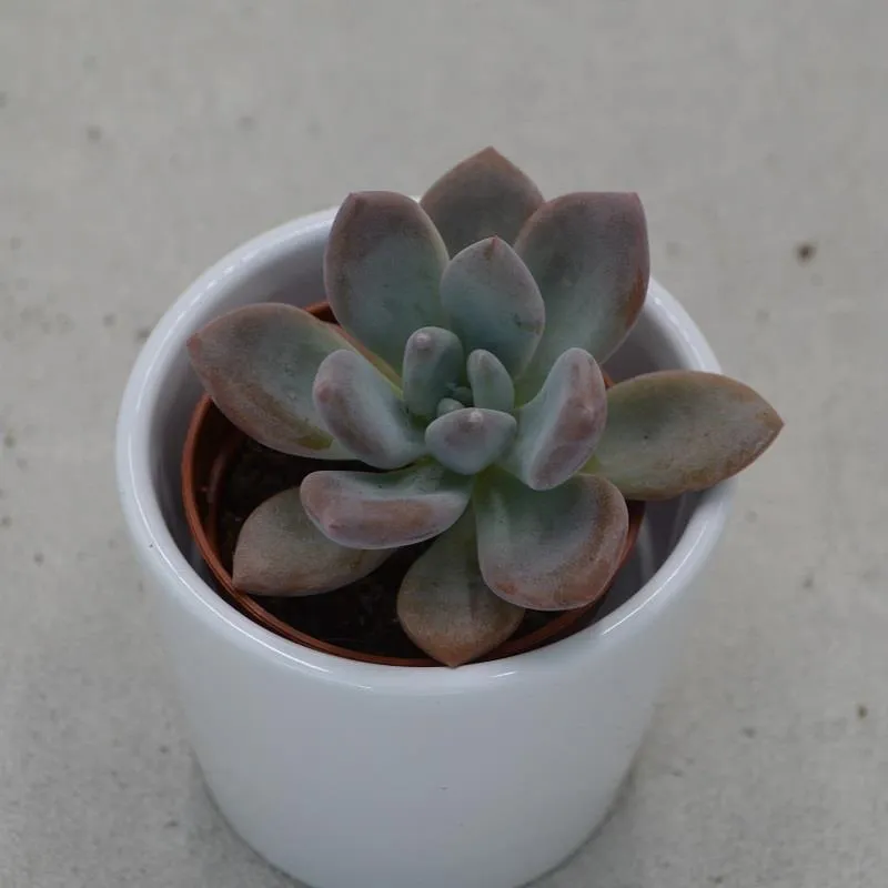 pasiora-x-graptoveria-opalina-sukkulente-5-5cm-topf image 1