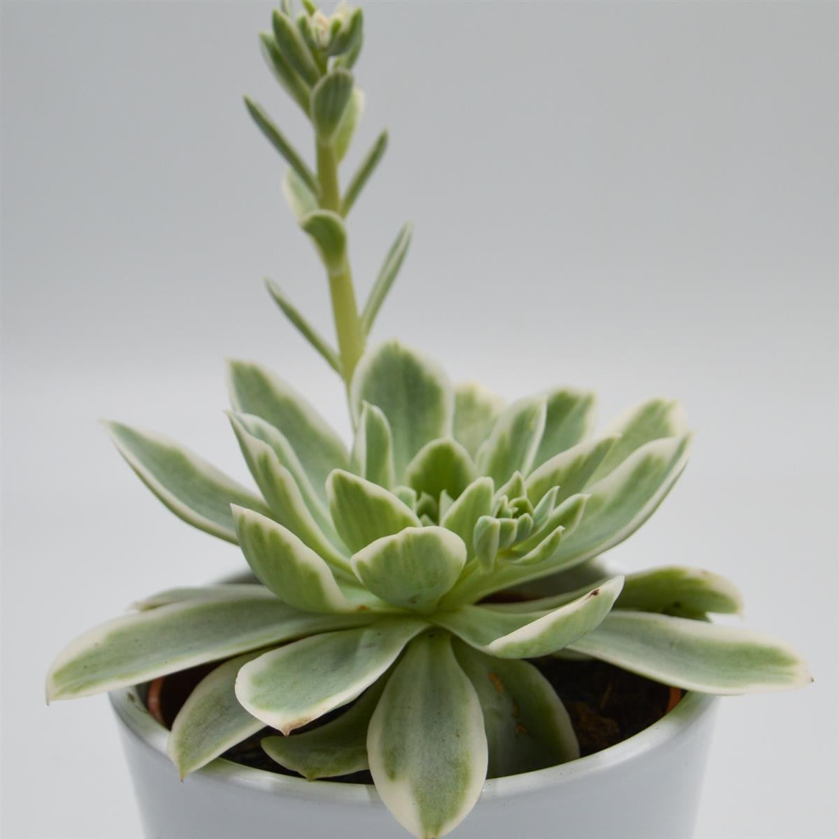 pasiora-echeveria-lemon-rose-f-variegata-echeverie-10-5cm image 2