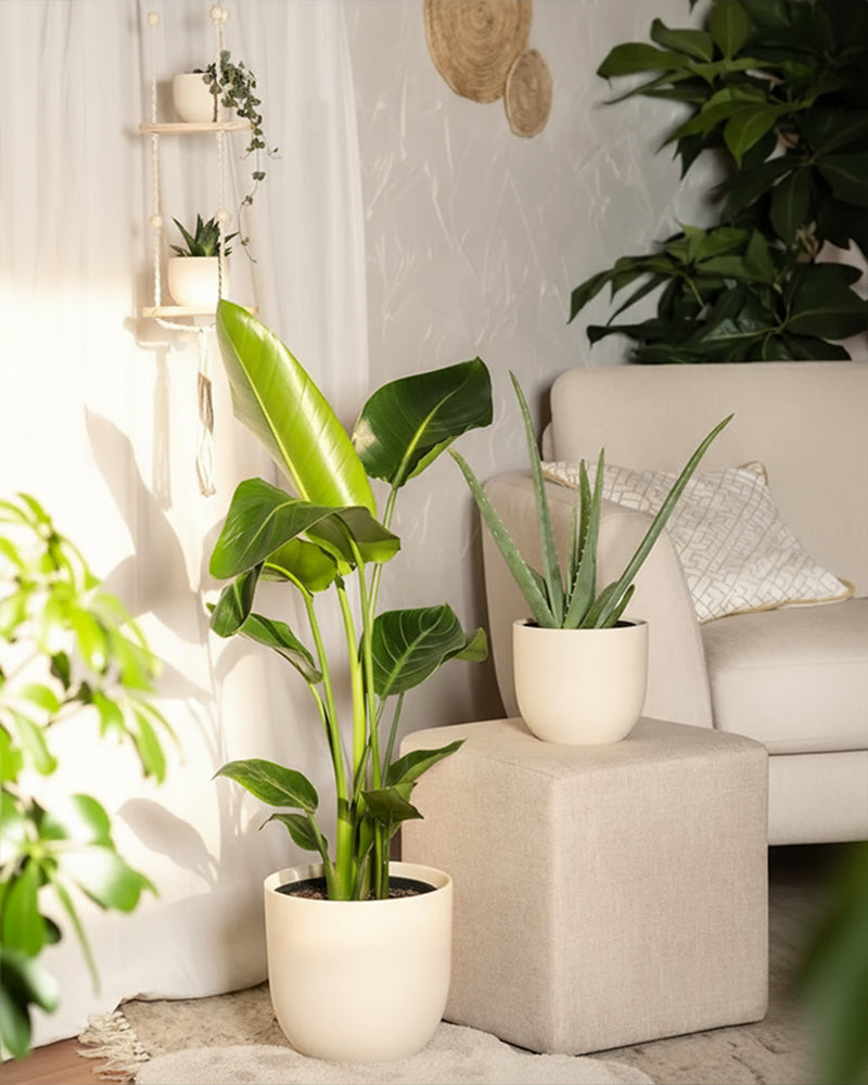 feey-pflanzen-set-f-r-viel-licht-5-zimmerpflanzen-mit-strelitzie-und-aloe image 4