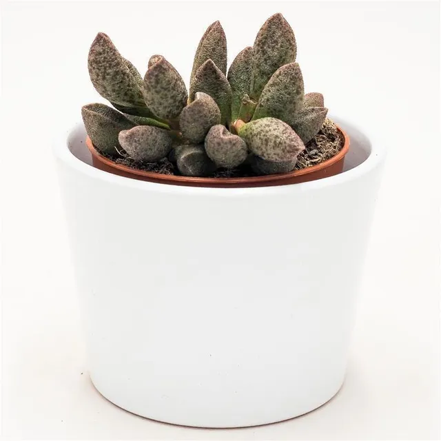 pasiora-adromischus-sp-sukkulente-8-5-cm-topf image 1