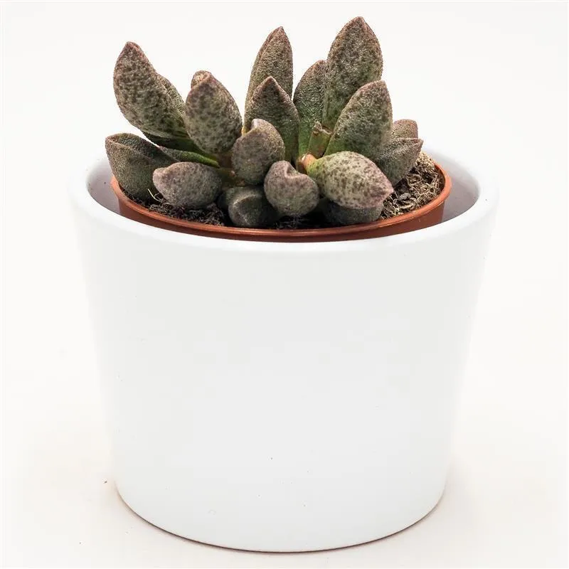 pasiora-adromischus-sp-sukkulente-8-5-cm-topf image 1