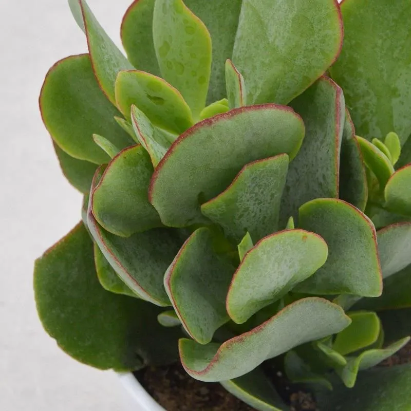 pasiora-crassula-arborescens-pfennigbaum-12cm-topf image 1