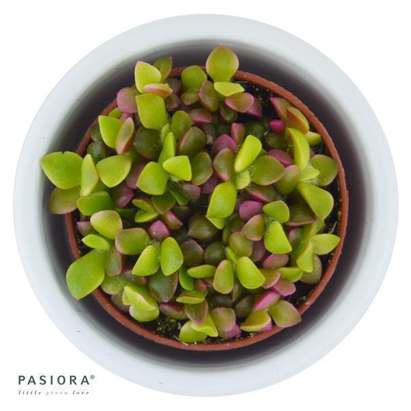 pasiora-anacampseros-rufescens-variegata-sukkulente-5-5cm image 3