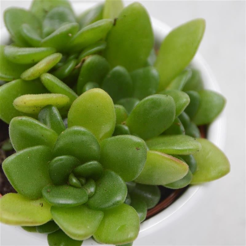 pasiora-aeonium-arnoldii-rosettendickblatt-6cm-topf image 1