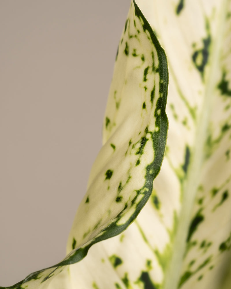 feey-grosse-aglaonema-kiwi-kolbenfaden-zimmerpflanze image 2