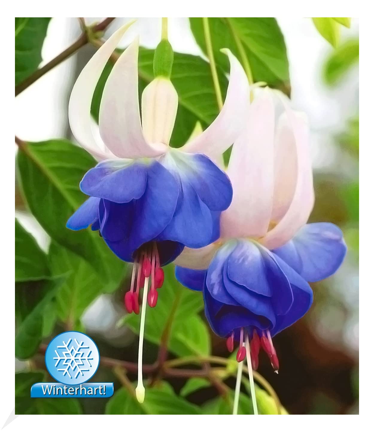 baldur-garten-3x-winterharte-fuchsie-blue-sarah-im-9x9-cm-topf image 3