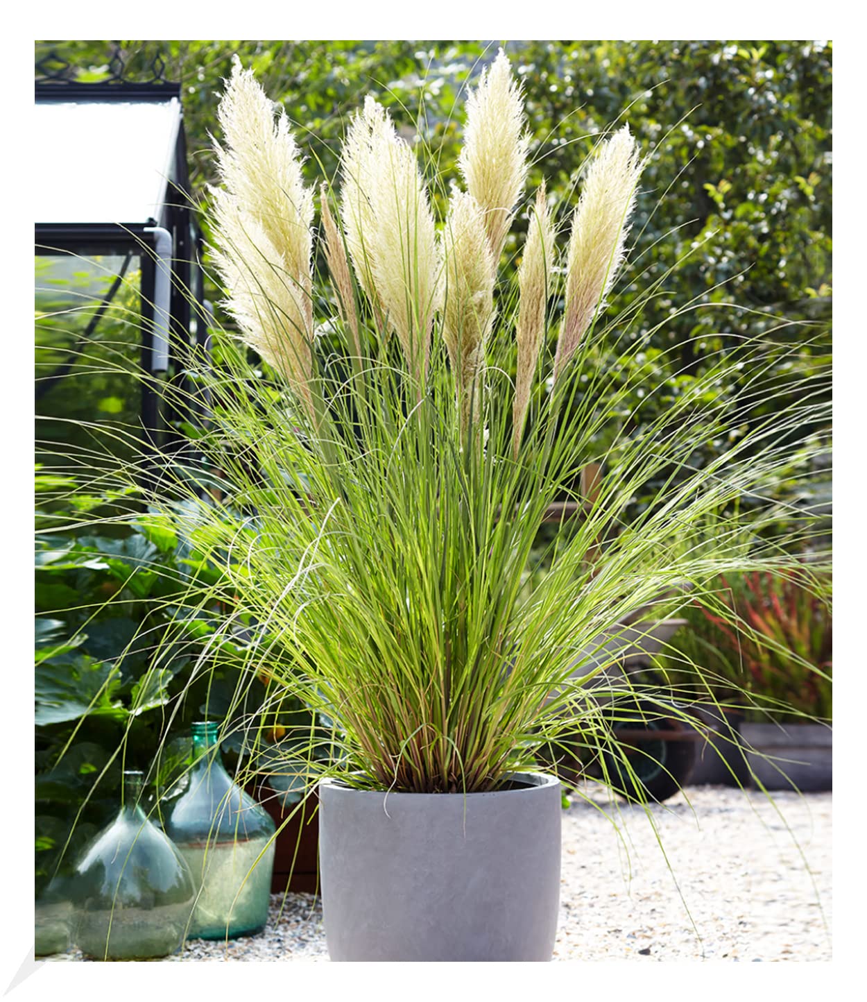 baldur-garten-gr-ser-teppich-carex-remota-3-pflanzen-im-9x9-cm-topf image 8