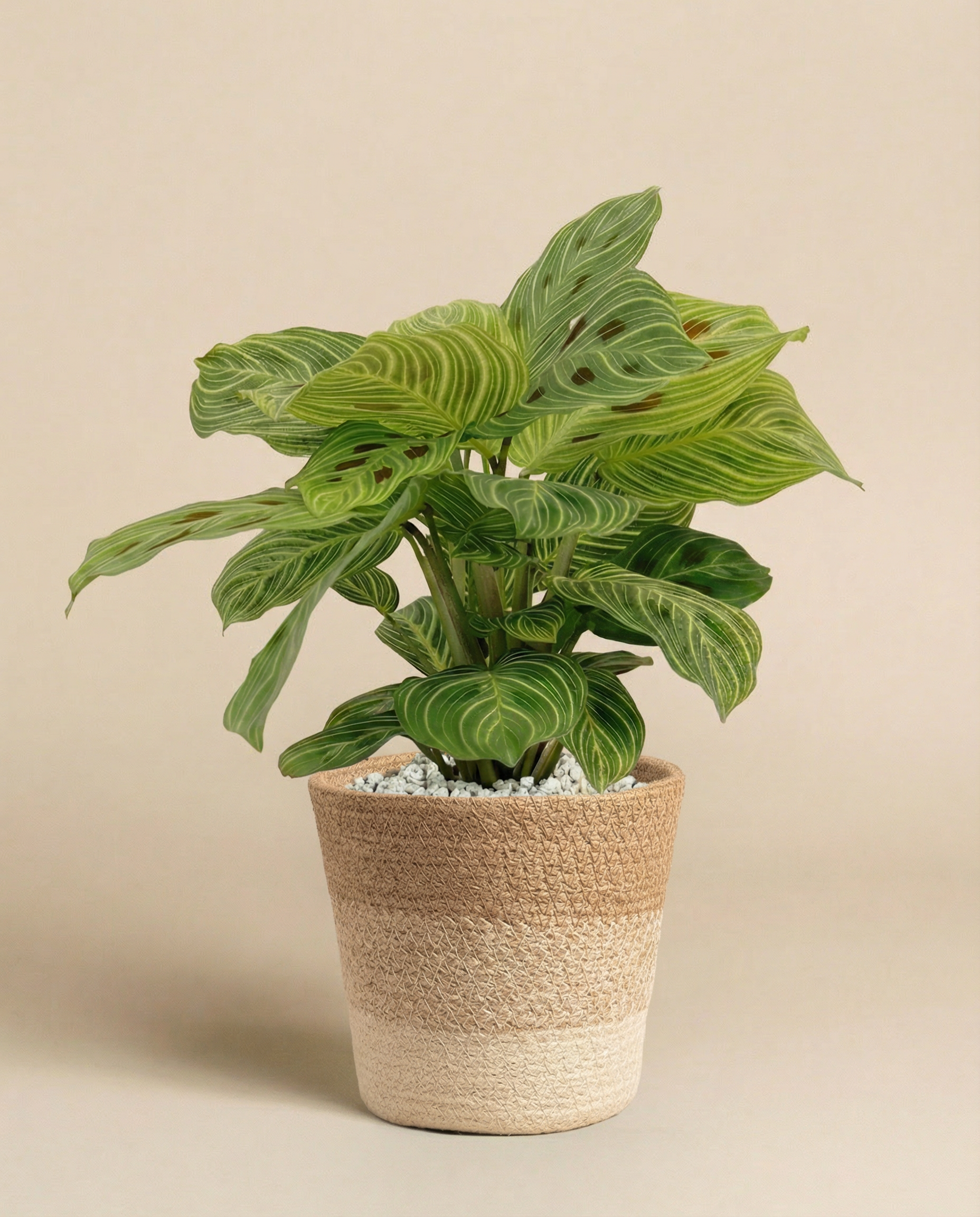 feey-maranta-light-veins-zimmerpflanze-pfeilwurz-rarit-t image 8