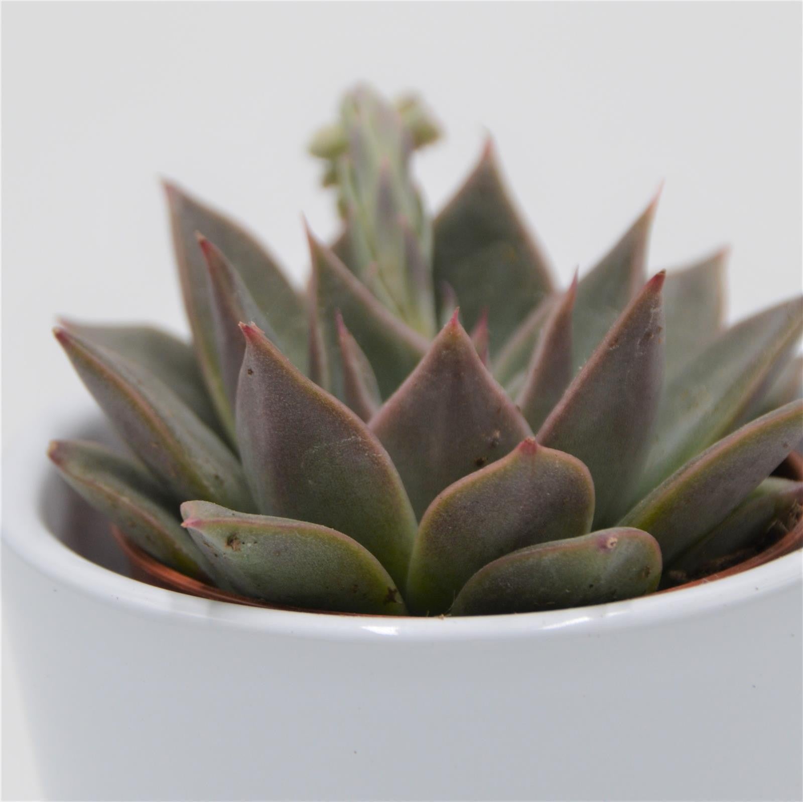 pasiora-echeveria-crystal-rose-sukkulente-5-5-cm image 3