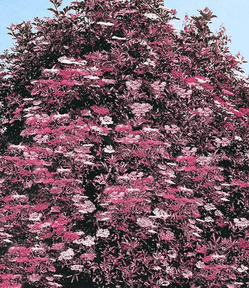 baldur-garten-holunder-thundercloud-sambucus-nigra-17-cm-topf image 2
