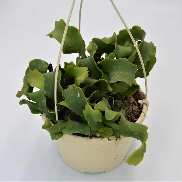 pasiora-epiphyllum-guatemalense-f-monstrosa-blattkaktus-in-15cm-ampel image 1