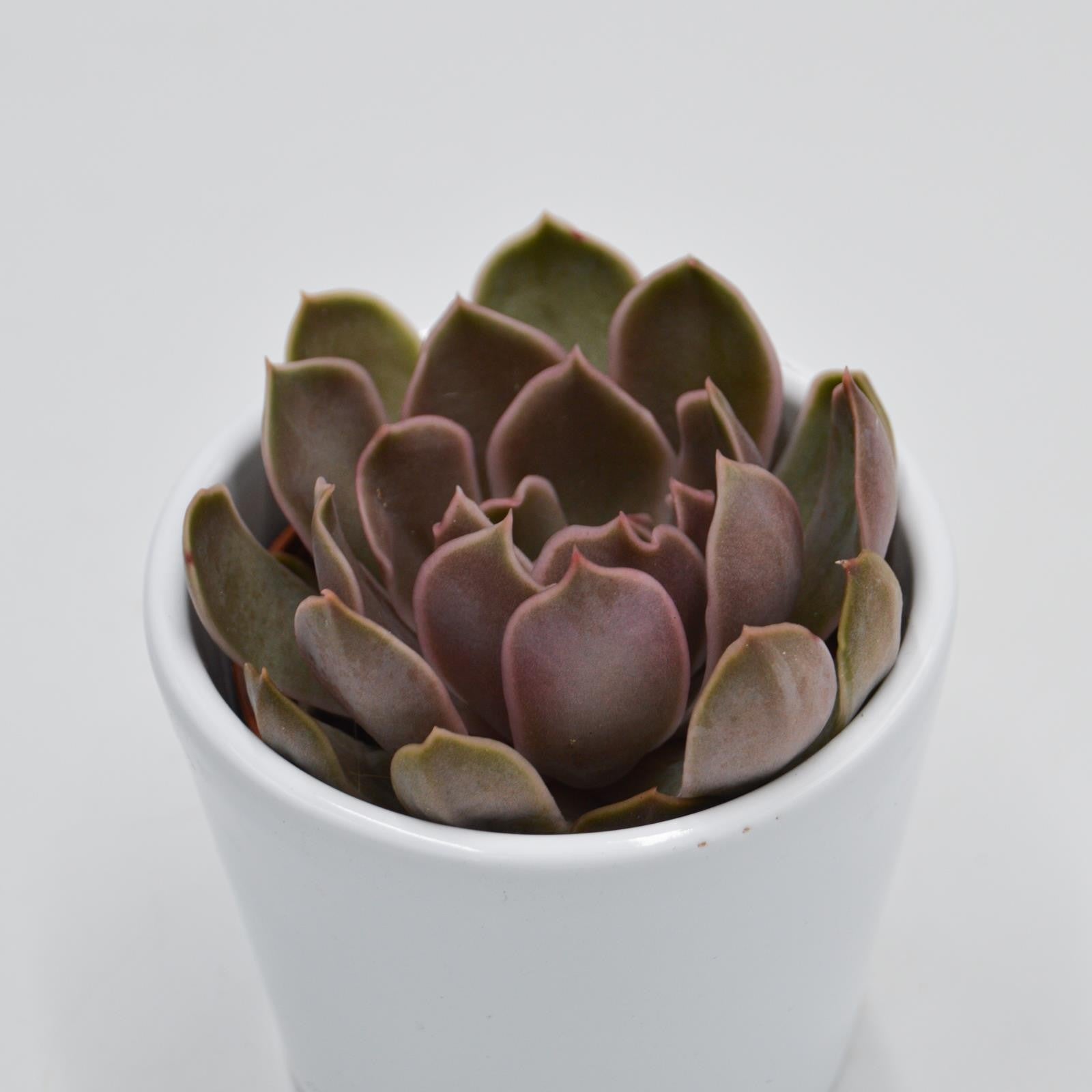 pasiora-echeveria-kisses-sukkulente-6cm-topf image 2