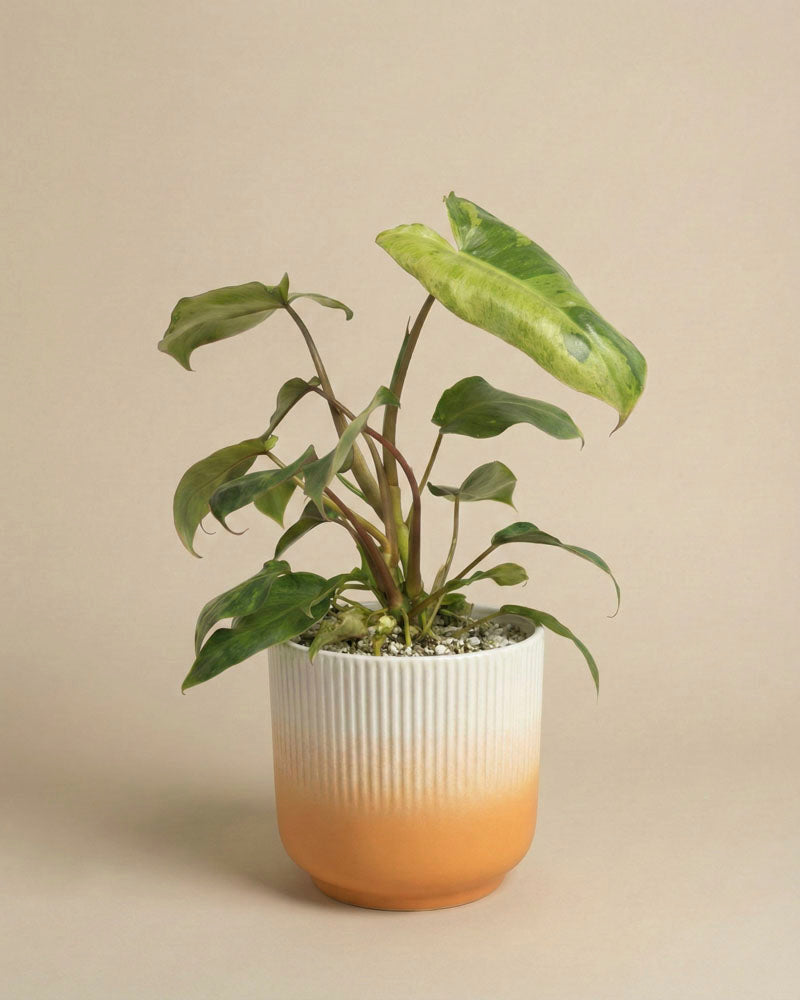 feey-philodendron-paraiso-verde-schweizer-zimmerpflanze image 6