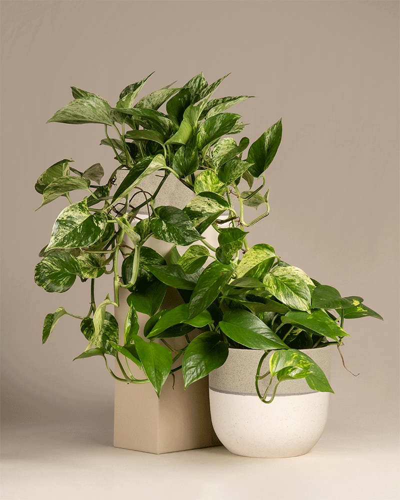 feey-h-nger-duo-efeutute-2x-gro-e-epipremnum-inkl-marble-queen image 5