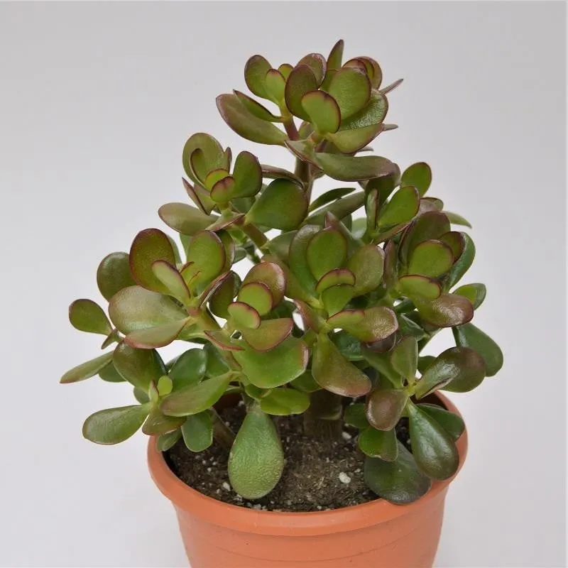 pasiora-crassula-ovata-jadestrauch-pfennigbaum-17-cm-topf image 1