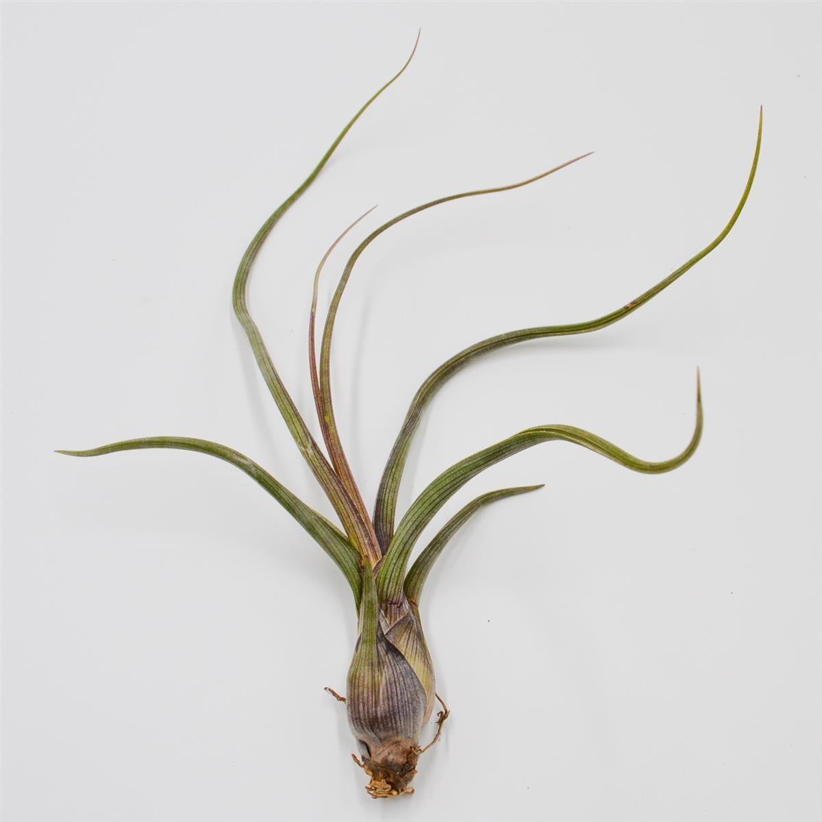 pasiora-tillandsia-baileyi-luftpflanze-tillandsie image 1