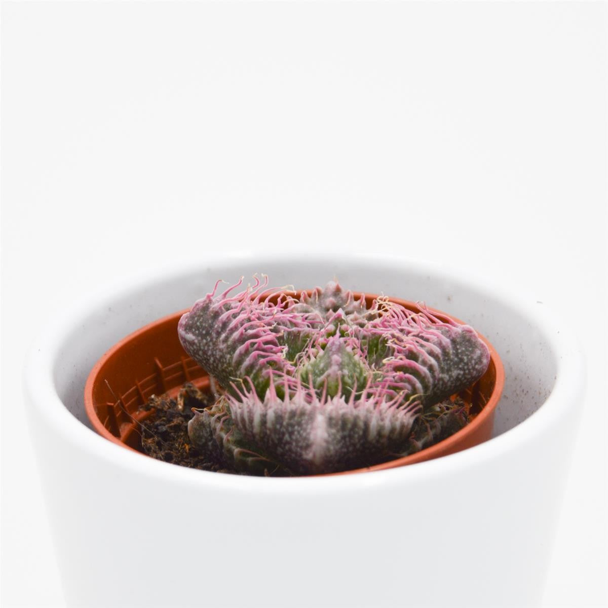 pasiora-faucaria-monster-sukkulente-5-5cm-topf image 1