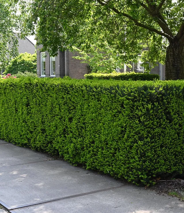 baldur-garten-eiben-hecke-taxus-baccata-im-9x9-cm-topf image 1