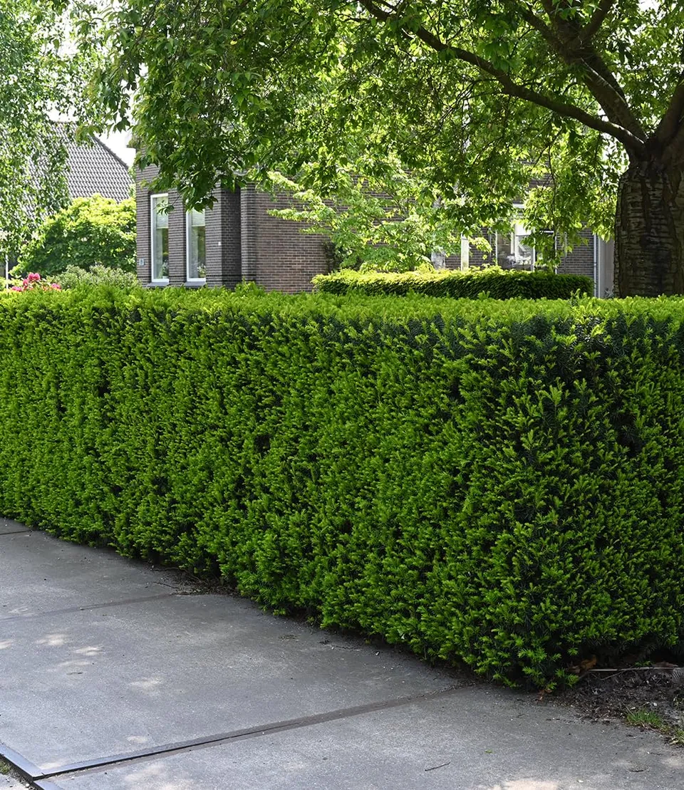baldur-garten-eiben-hecke-taxus-baccata-im-9x9-cm-topf image 1