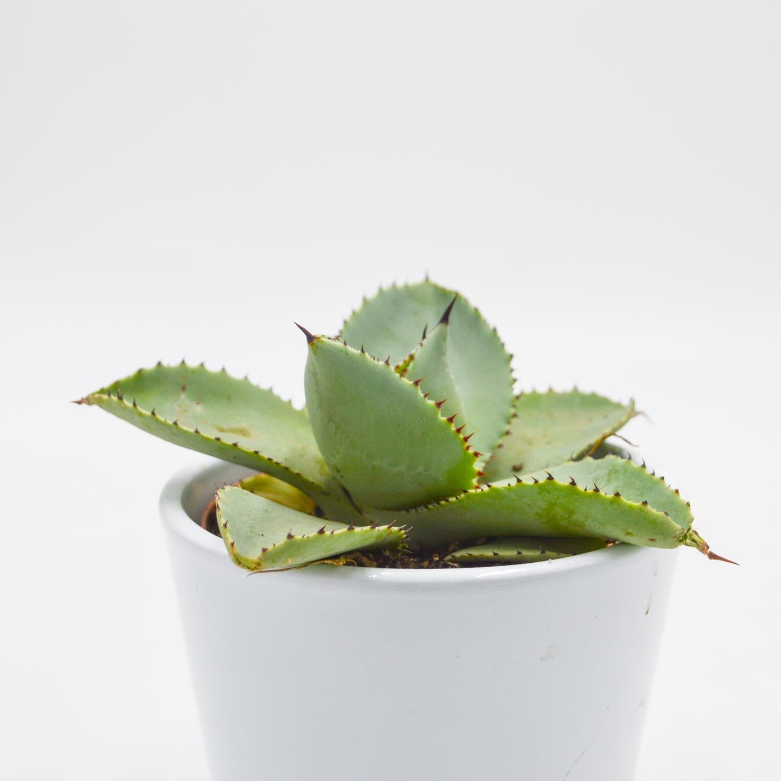 pasiora-agave-dragionis-sukkulente-10-5cm image 2