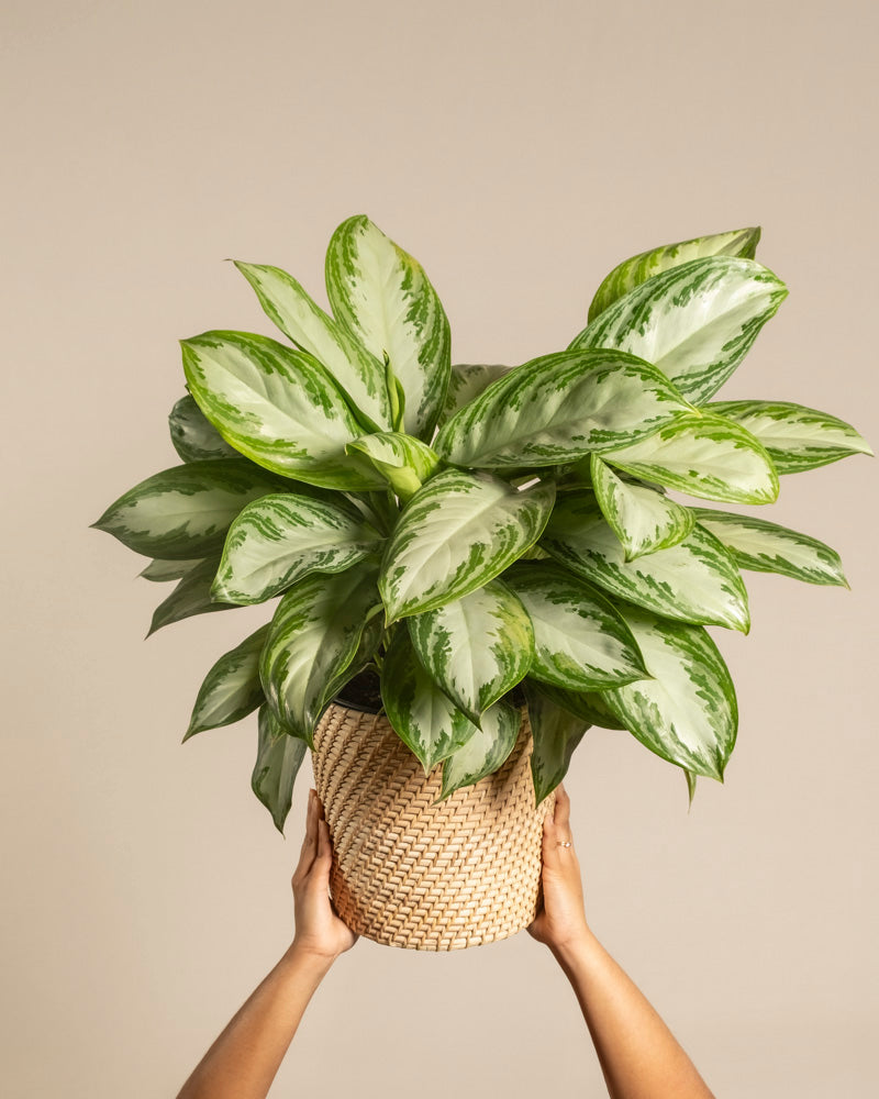 feey-gro-e-aglaonema-silver-bay-zimmerpflanze image 1