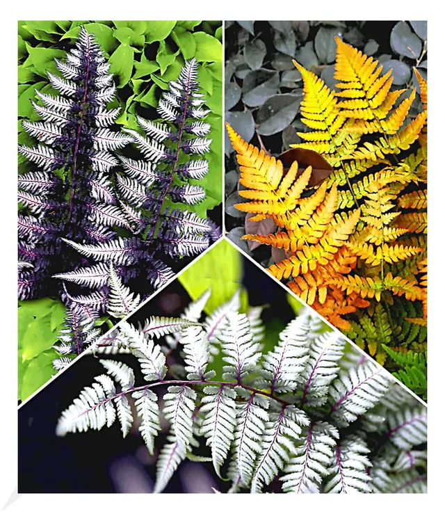 baldur-garten-winterharte-japanische-farnpflanzen-mix-3er-set-9x9-cm image 1