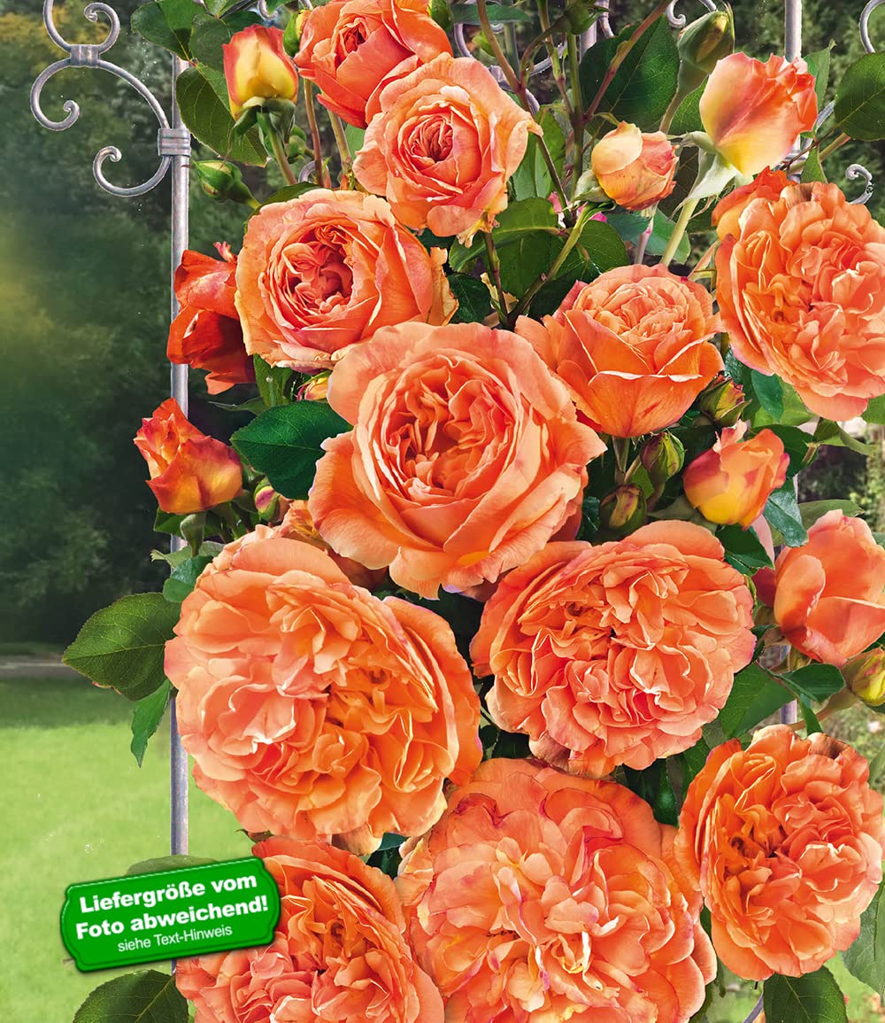 baldur-garten-delbard-kletterrose-papi-delbard-wurzelnackt image 2