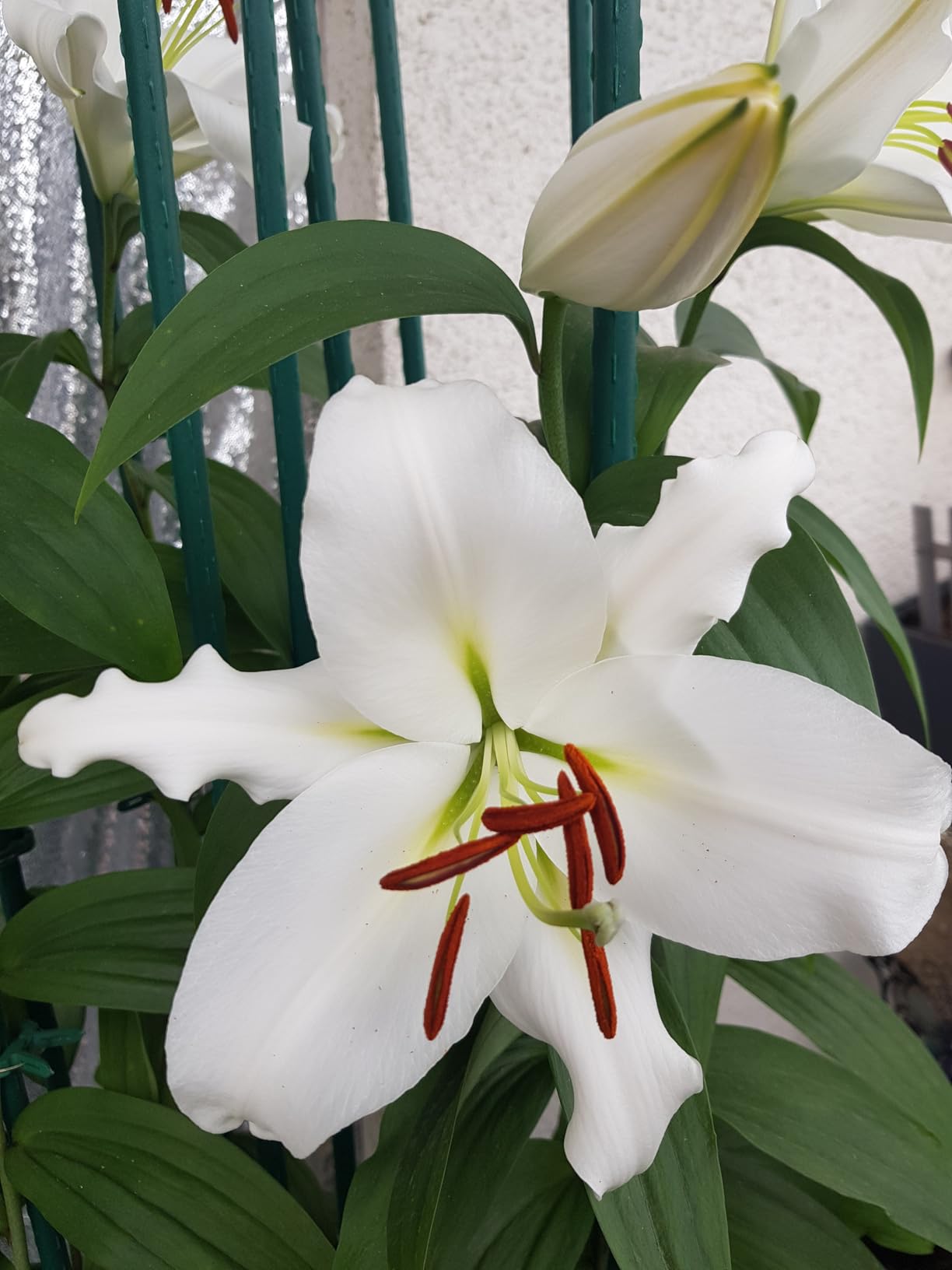 Blüte toll, Lilienhähnchen da