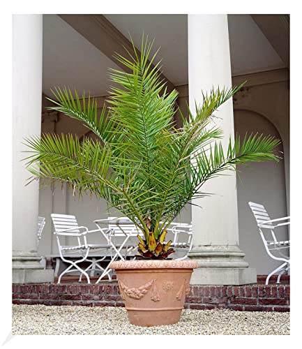 baldur-garten-kanarische-dattelpalme-phoenix-pflanze-im-15-cm-topf image 3