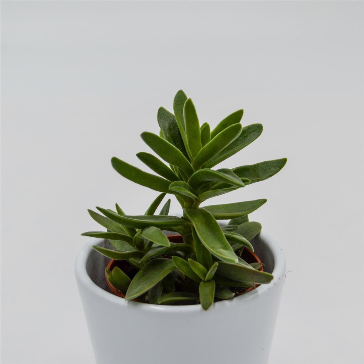 pasiora-crassula-stretto-dickblatt-sukkulente-5-5cm image 2