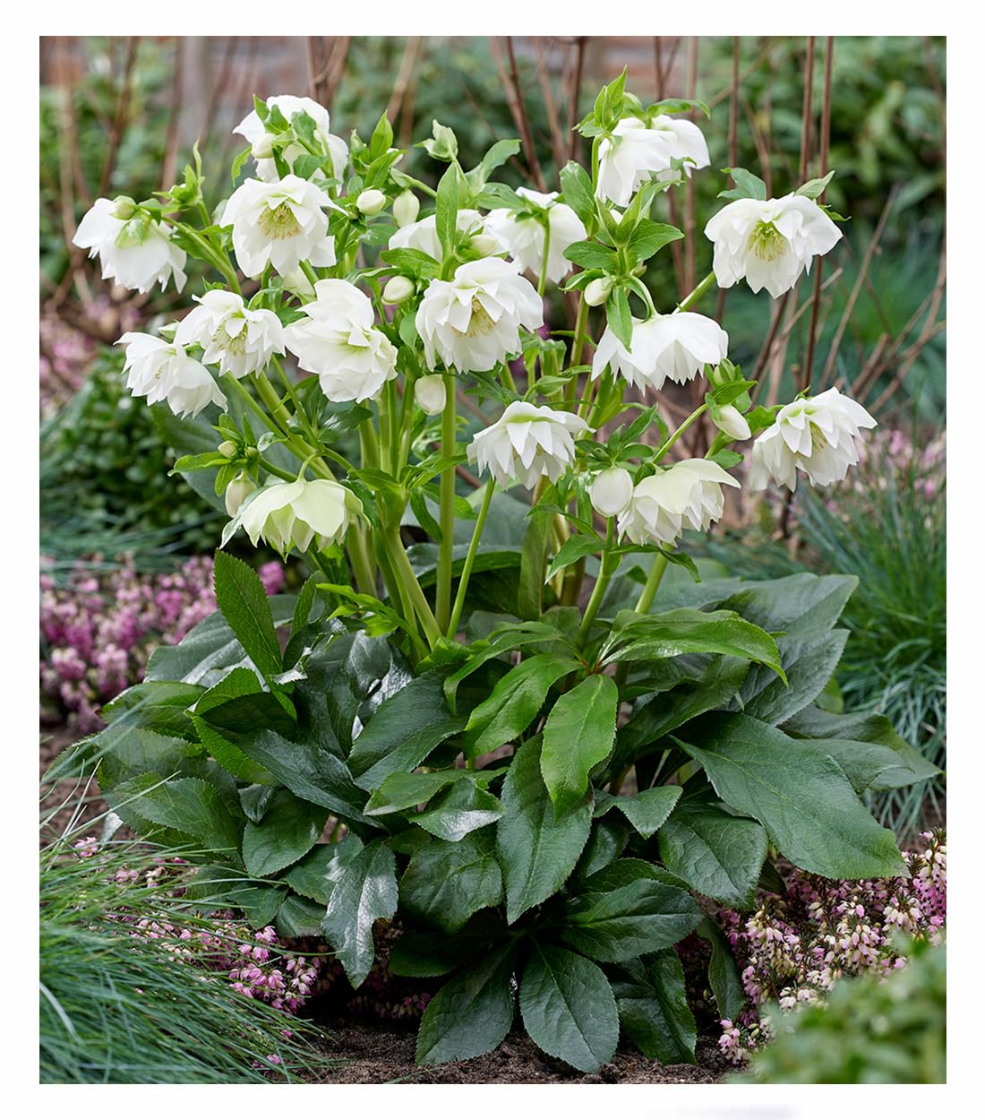 baldur-garten-gef-llte-christrose-viv-amalia-pflanze-im-9x9-cm-topf image 1